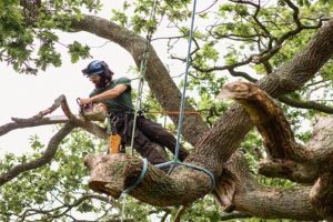 How to Safeguard Trees During Severe Weather Conditions